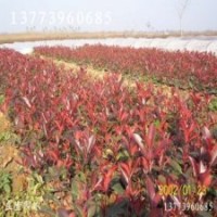 大量供應玉蘭小苗，紅葉石楠
