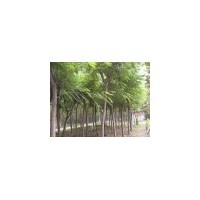 合歡種植基地 大型國槐基地 各種規格法桐