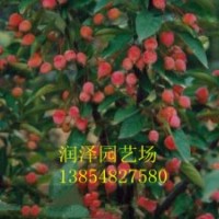 供應(yīng)海棠苗、北美海棠苗