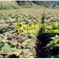 供應楓香苗