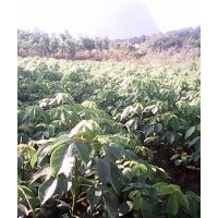 供應：竹柏 秋楓 桂花 羅漢松 藍花楹