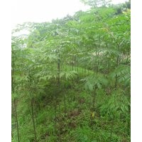 欒樹苗出售了。量大從優(yōu)