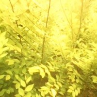 供應側柏 金葉榆