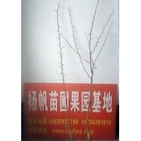 皂角苗種植基地大量供應一年皂角小苗，皂角小苗價格，皂角苗種植