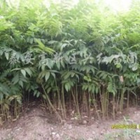 香椿苗種植技術 山東香椿苗木花卉價格 紅袖香椿苗