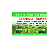 竹柳 ，就選陜西上林竹柳 輕松致富沒問題