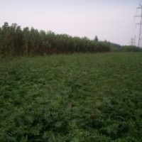 供應(yīng)|綠化苗|果樹小苗|蘋果苗、梨樹苗、桃苗、山楂苗、香椿苗、