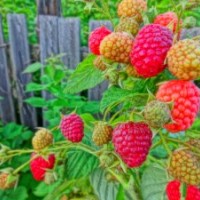 供應吉林樹莓江蘇樹莓苗 樹莓種植 云南雙季樹莓 燈籠果苗 黑加侖