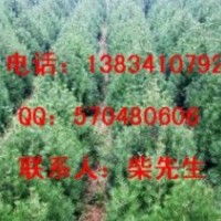 白皮松幼苗、白皮松小苗、白皮松幼苗、白皮松價格