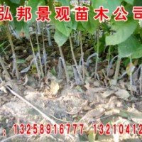 山東惠民 供應白蠟秋悶400萬棵 0.8-1.2cm