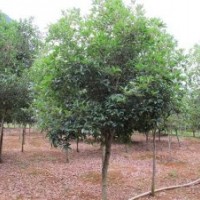 供應廣西桂林4.5公分桂花樹