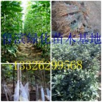 速生白蠟 速生國槐 白蠟悶子 國槐悶子低價處理。急急急