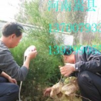 河南省側柏育苗基地縣供應側柏營養(yǎng)袋苗500萬株