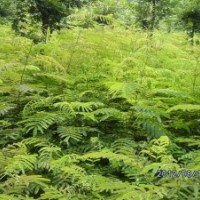 供應合歡苗、巨紫荊苗、紫藤苗等綠化小苗