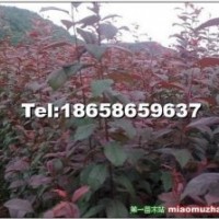低價急于出售北美海棠 芽苗 成品苗 根苗