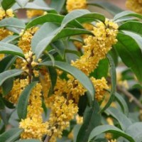 苗圃批發10-150CM桂花樹苗（金桂、銀桂、丹桂、四季桂）