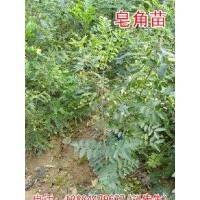 優質皂角苗！山西皂角苗！