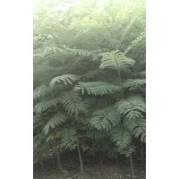 藍花楹小苗 美麗異木棉、秋楓、洋紫荊、藍花楹、黃槐、小葉欖仁