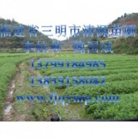 杉樹苗，杉木苗，福建省三明市清流縣清源苗圃