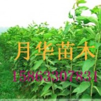 供應櫻花苗