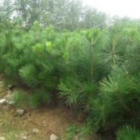 優質黑松樹苗|山東優質黑松樹苗|，誠信為本