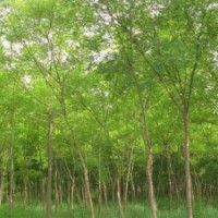 國(guó)槐，毛白楊，垂柳，速生柳，白蠟，法桐，椿樹(shù)，合歡等