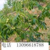 供應核桃苗 核桃苗 批發(fā)核桃苗基地核桃苗價格 白皮松
