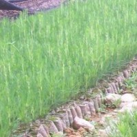 蘋果苗，核桃苗，梨樹苗，桃樹苗，杏樹苗，柿樹苗，棗樹苗