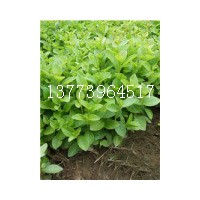 江蘇紫薇芽苗批發百日紅小苗大量供應各種綠化苗木