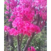 大量供應映山紅苗