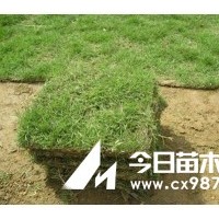 預(yù)定紅櫸樹種，樸樹種子，欒樹小苗，今年秋后發(fā)貨價(jià)格低，品種好