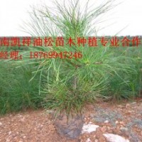 凱祥苗木種植專業合作社黑松,油松,側柏