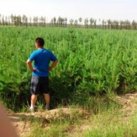供應60-80厘米高樟子松營養杯樹苗10萬株