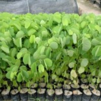 宮粉紫荊、宮粉紫荊樹苗、宮粉紫荊價格