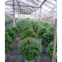 植物專家解讀紅豆杉神奇奧秘