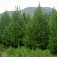 側柏 白皮松 油松 華山松