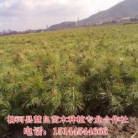 出售紅松樹苗，果松樹苗，紅松苗，紅松價(jià)格