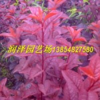 泰安潤澤園藝大批量供應優質紅葉碧桃苗，山東紅葉碧桃苗價格