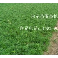 國槐 側(cè)柏 白皮松 油松 杏樹 雪松 杏樹 桃樹