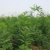 出售1米高，2米高，3米高國槐小苗