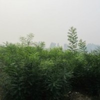 供應(yīng)一年生國(guó)槐