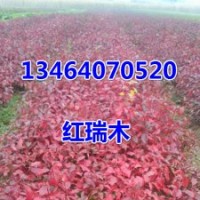 紅瑞木，丁香，連翹，衛矛，白蠟，錦帶