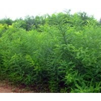 國槐的經濟價值，國槐的種植，國槐的規格，國槐的價格，錦繡國槐