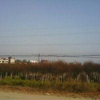 江西木荷小苗、江西楓香小苗、濕地松小苗