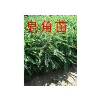 山西皂角苗出售/皂角苗/優良皂角苗/大量皂角苗