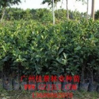 小葉榕營養(yǎng)苗小葉榕小袋苗小葉榕種子供應(yīng)廣州佳景林業(yè)種苗苗圃