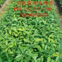 陰香種苗陰香營養苗陰香種子，首選廣州佳景林業種苗苗圃