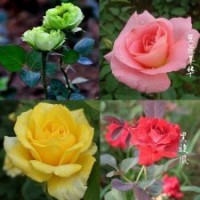 批發2年生玫瑰盆栽苗月季苗小苗綠玫瑰花苗當年可開花