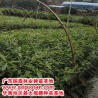 珍貴樹種