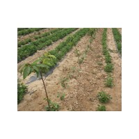 供應山東連翹哪里買的好 白蠟國槐櫻桃-山東臻樟園林